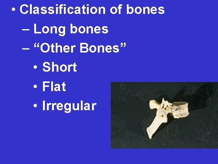  • Classification of bones – Long bones – “Other Bones” • Short •