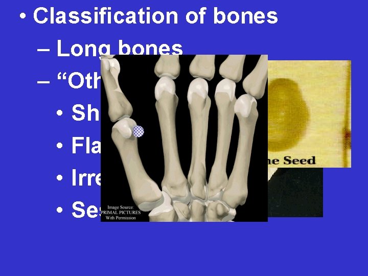  • Classification of bones – Long bones – “Other Bones” • Short •