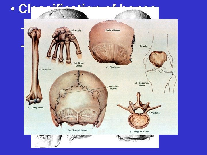  • Classification of bones – Long bones – “Other Bones” • Short •