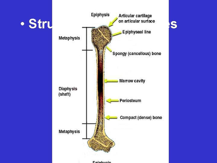  • Structure of long bones 
