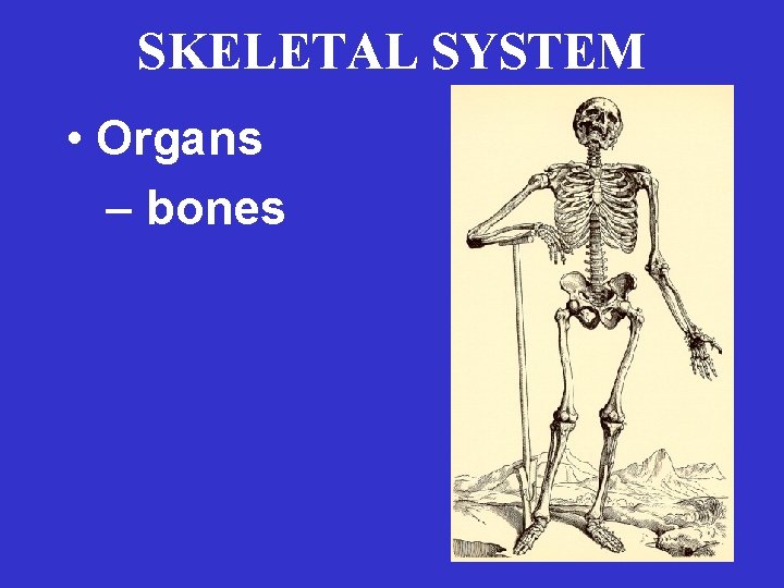 SKELETAL SYSTEM • Organs – bones 