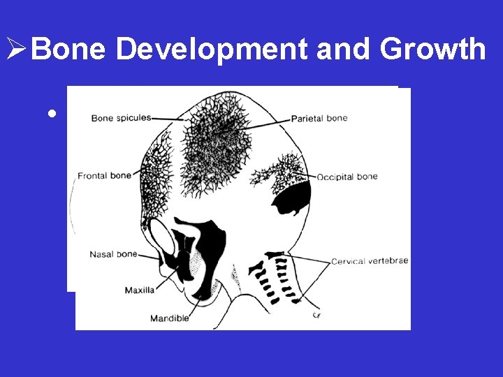 ØBone Development and Growth • Intramembranous ossification – Mesenchymal CT converted into bone 