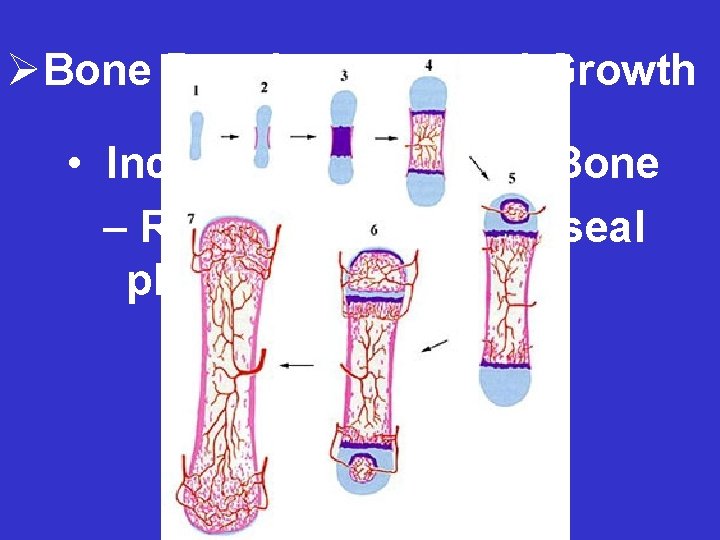 ØBone Development and Growth • Increasing Length of Bone – Requires the epiphyseal plates