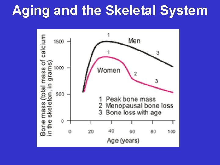 Aging and the Skeletal System 