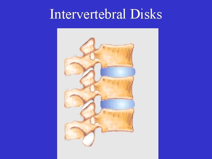 Intervertebral Disks 