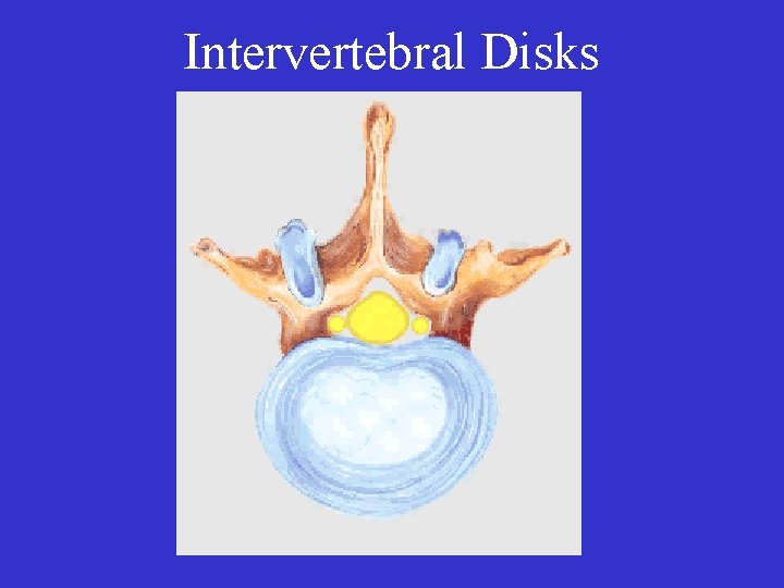 Intervertebral Disks 