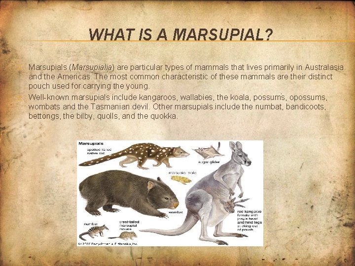 WHAT IS A MARSUPIAL? � � Marsupials (Marsupialia) are particular types of mammals that