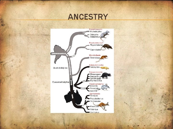 ANCESTRY 