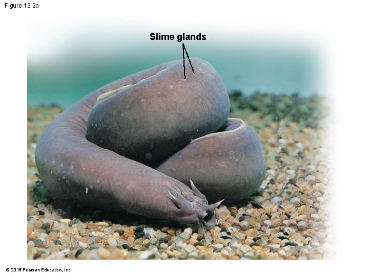 Figure 19. 2 a Slime glands © 2015 Pearson Education, Inc. 