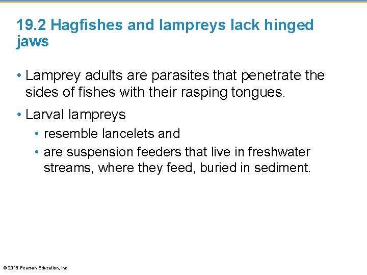 19. 2 Hagfishes and lampreys lack hinged jaws • Lamprey adults are parasites that
