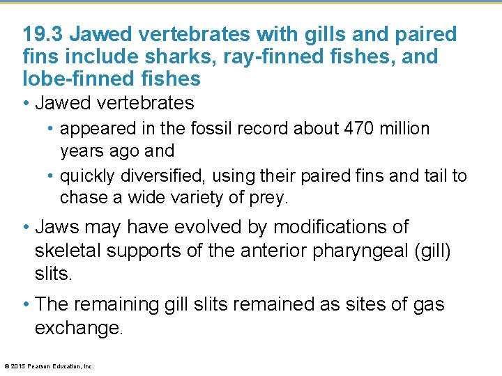 19. 3 Jawed vertebrates with gills and paired fins include sharks, ray-finned fishes, and