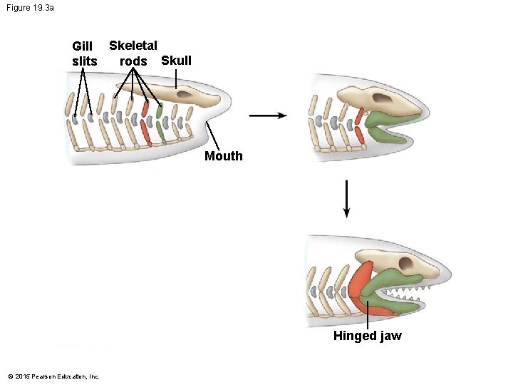 Figure 19. 3 a Gill Skeletal rods Skull slits Mouth Hinged jaw © 2015