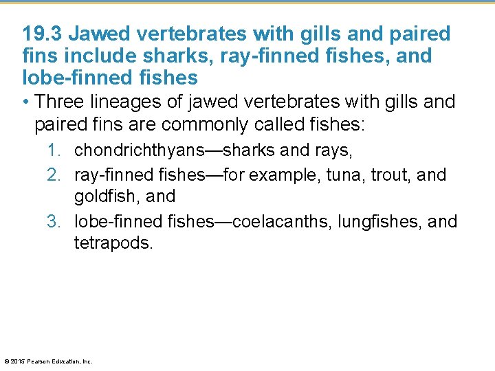 19. 3 Jawed vertebrates with gills and paired fins include sharks, ray-finned fishes, and