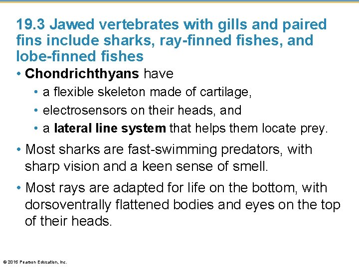 19. 3 Jawed vertebrates with gills and paired fins include sharks, ray-finned fishes, and