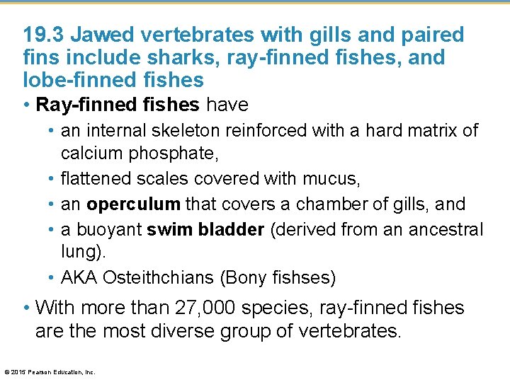 19. 3 Jawed vertebrates with gills and paired fins include sharks, ray-finned fishes, and