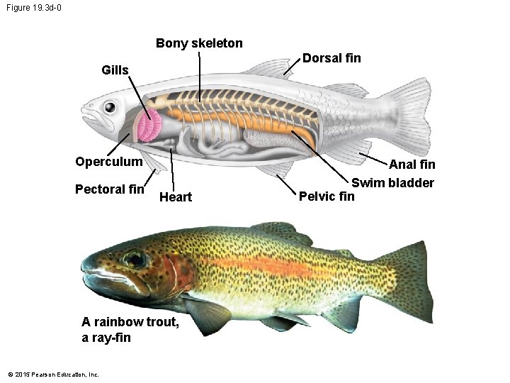 Figure 19. 3 d-0 Bony skeleton Dorsal fin Gills Operculum Pectoral fin Heart A