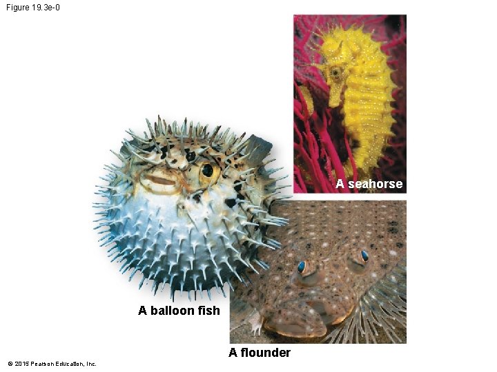 Figure 19. 3 e-0 A seahorse A balloon fish A flounder © 2015 Pearson