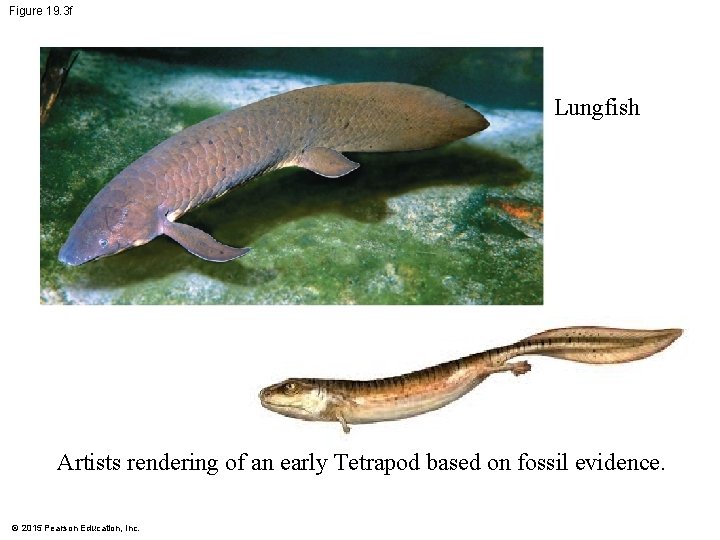 Figure 19. 3 f Lungfish Artists rendering of an early Tetrapod based on fossil