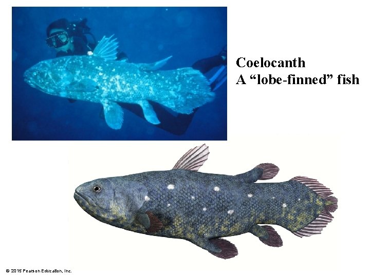 Coelocanth A “lobe-finned” fish © 2015 Pearson Education, Inc. 