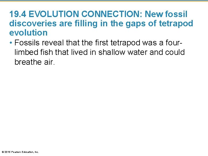19. 4 EVOLUTION CONNECTION: New fossil discoveries are filling in the gaps of tetrapod