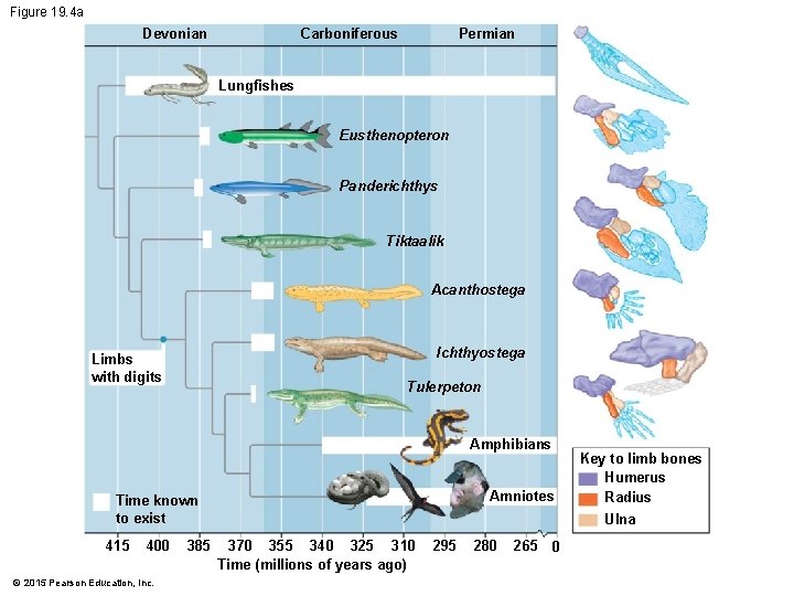 Figure 19. 4 a Devonian Permian Carboniferous Lungfishes Eusthenopteron Panderichthys Tiktaalik Acanthostega Ichthyostega Limbs