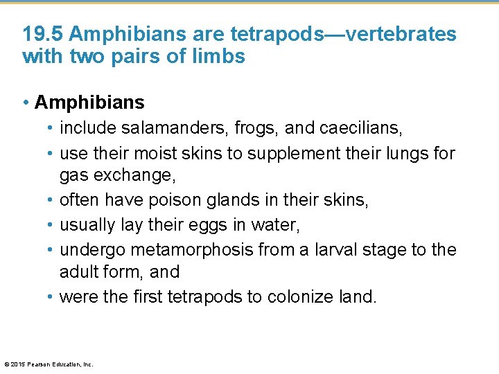 19. 5 Amphibians are tetrapods—vertebrates with two pairs of limbs • Amphibians • include