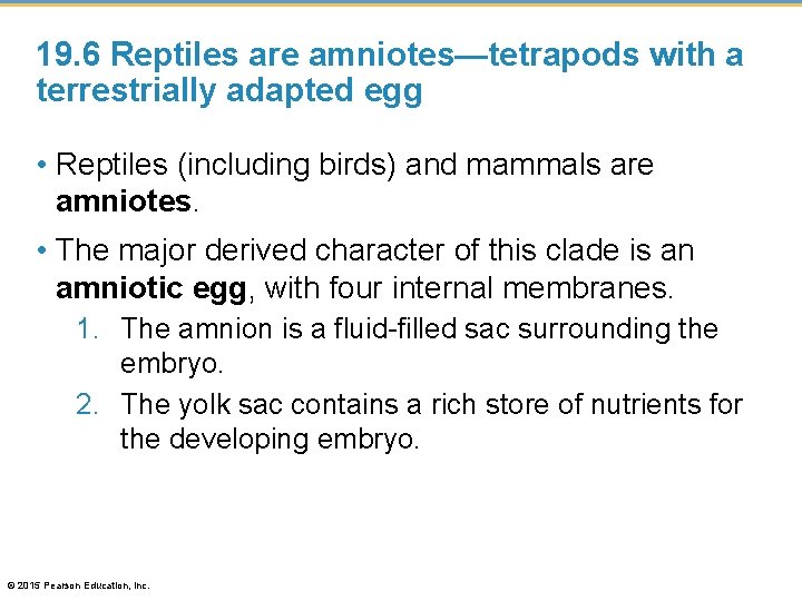19. 6 Reptiles are amniotes—tetrapods with a terrestrially adapted egg • Reptiles (including birds)