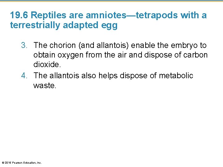 19. 6 Reptiles are amniotes—tetrapods with a terrestrially adapted egg 3. The chorion (and