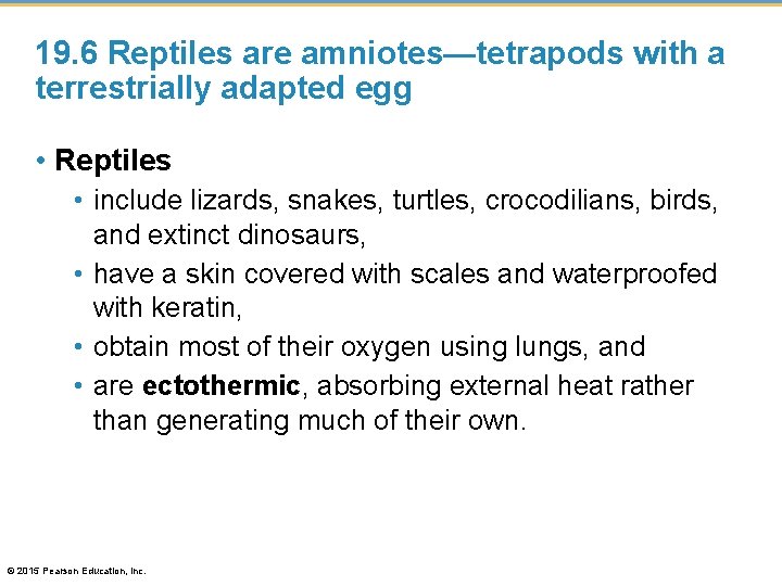 19. 6 Reptiles are amniotes—tetrapods with a terrestrially adapted egg • Reptiles • include