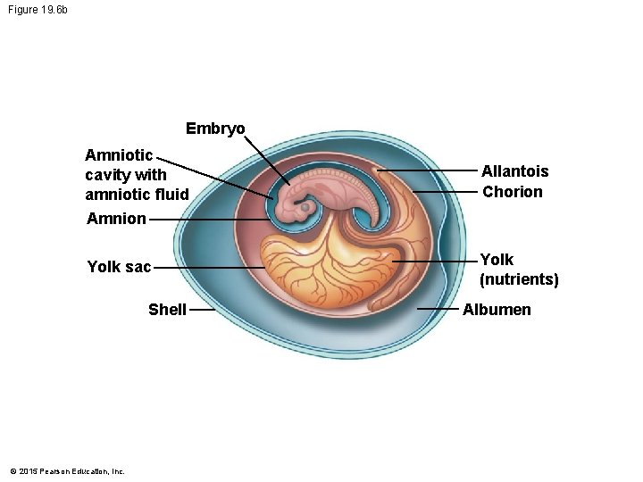 Figure 19. 6 b Embryo Amniotic cavity with amniotic fluid Allantois Chorion Amnion Yolk