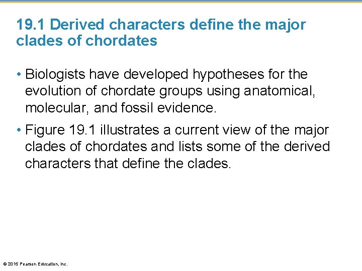 19. 1 Derived characters define the major clades of chordates • Biologists have developed