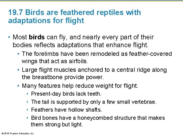 19. 7 Birds are feathered reptiles with adaptations for flight • Most birds can