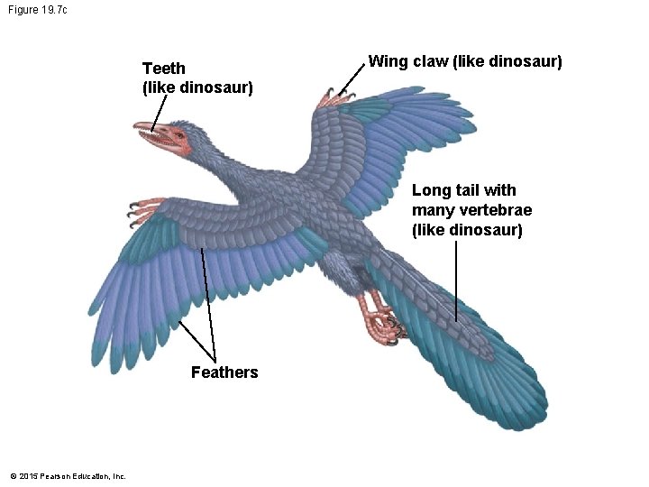 Figure 19. 7 c Teeth (like dinosaur) Wing claw (like dinosaur) Long tail with