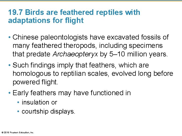 19. 7 Birds are feathered reptiles with adaptations for flight • Chinese paleontologists have