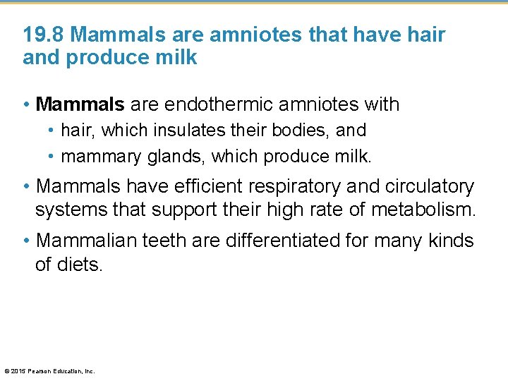 19. 8 Mammals are amniotes that have hair and produce milk • Mammals are