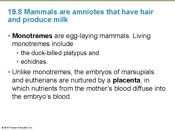 19. 8 Mammals are amniotes that have hair and produce milk • Monotremes are