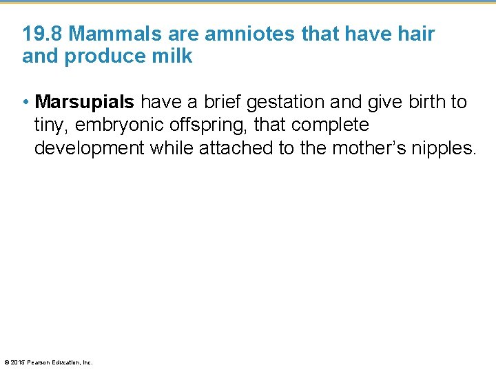 19. 8 Mammals are amniotes that have hair and produce milk • Marsupials have