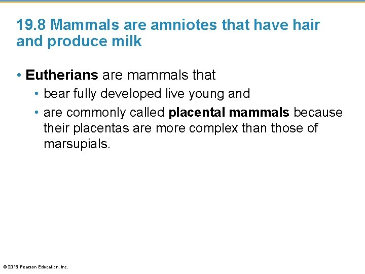 19. 8 Mammals are amniotes that have hair and produce milk • Eutherians are