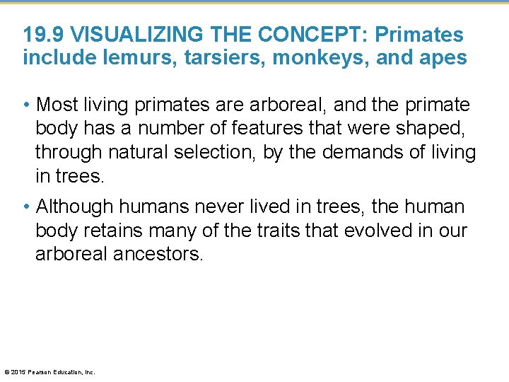 19. 9 VISUALIZING THE CONCEPT: Primates include lemurs, tarsiers, monkeys, and apes • Most