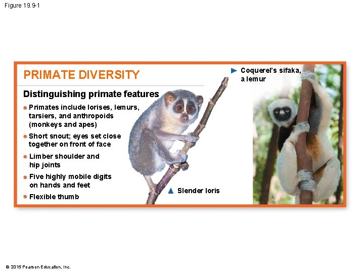 Figure 19. 9 -1 Coquerel’s sifaka, a lemur PRIMATE DIVERSITY Distinguishing primate features Primates