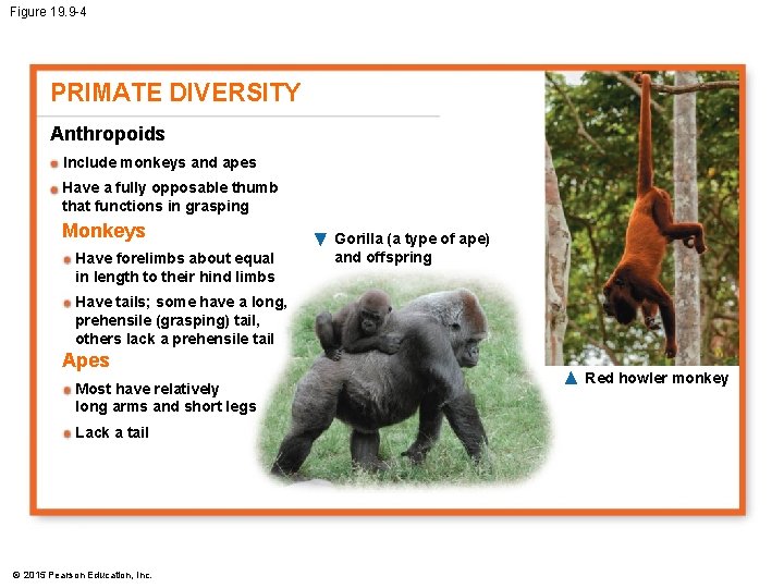 Figure 19. 9 -4 PRIMATE DIVERSITY Anthropoids Include monkeys and apes Have a fully