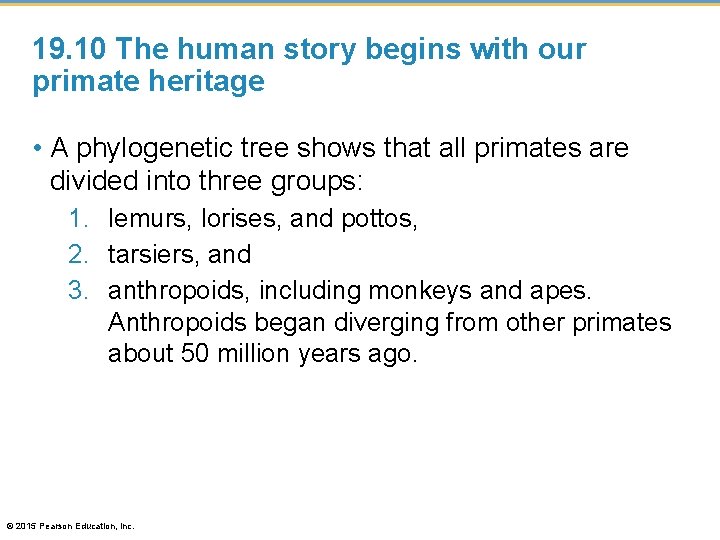 19. 10 The human story begins with our primate heritage • A phylogenetic tree