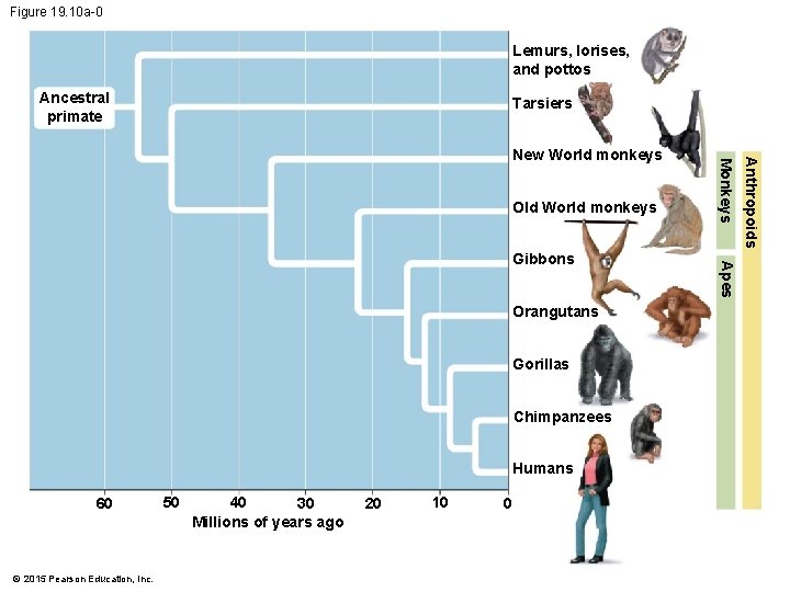 Figure 19. 10 a-0 Lemurs, lorises, and pottos Ancestral primate Tarsiers Orangutans Gorillas Chimpanzees