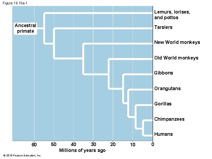 Figure 19. 10 a-1 Lemurs, lorises, and pottos Ancestral primate Tarsiers New World monkeys