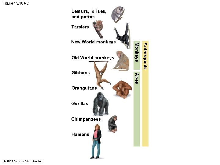 Figure 19. 10 a-2 Lemurs, lorises, and pottos Tarsiers Orangutans Gorillas Chimpanzees Humans ©