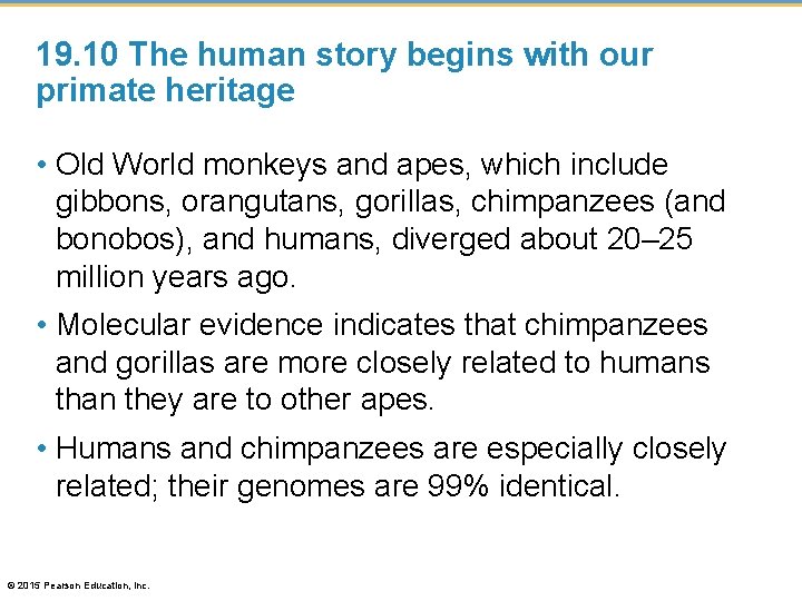 19. 10 The human story begins with our primate heritage • Old World monkeys