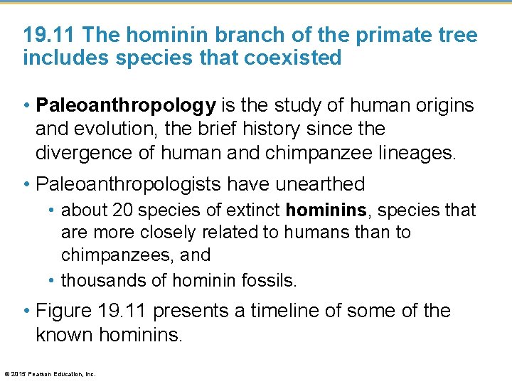 19. 11 The hominin branch of the primate tree includes species that coexisted •