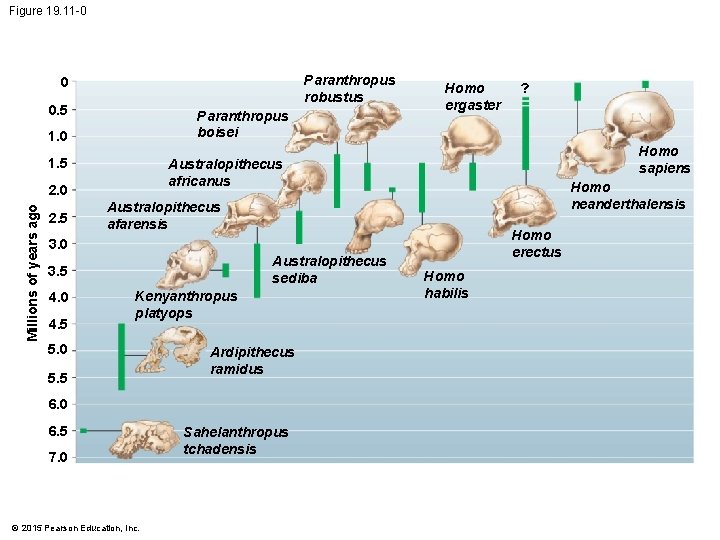 Figure 19. 11 -0 Paranthropus robustus 0 0. 5 Paranthropus boisei 1. 0 1.