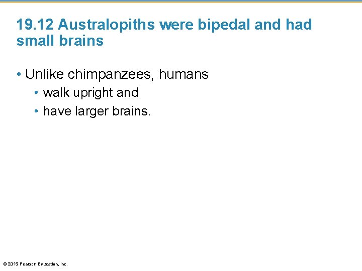 19. 12 Australopiths were bipedal and had small brains • Unlike chimpanzees, humans •