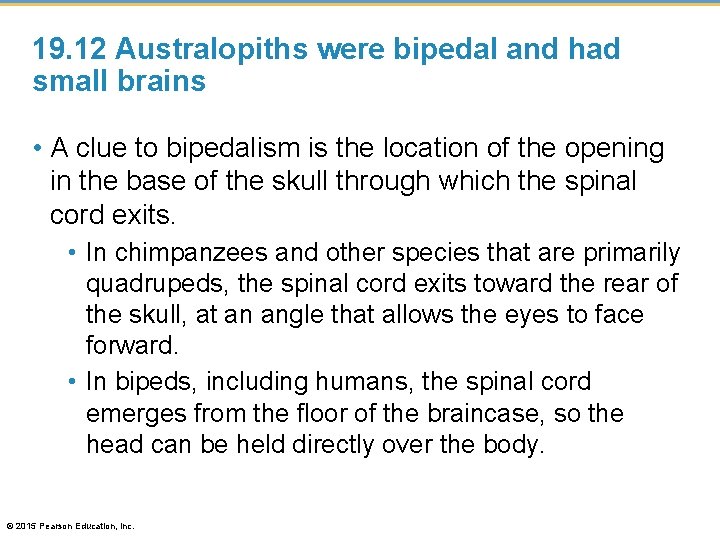 19. 12 Australopiths were bipedal and had small brains • A clue to bipedalism